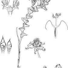 Image result for Ferraria glutinosa