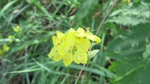 Image result for Sphedamnocarpus