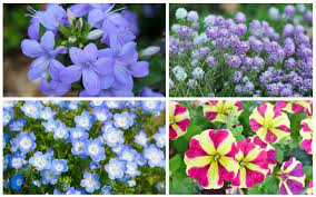 What flowers do well in partial shade. 18 Annual Plants That Grow In Partial Shade Garden Lovers Club
