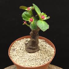 Image result for Monadenium pseudoracemosum