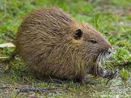 We did not find results for: Kunduz Uludag Sozluk