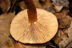 Image result for Lactarius mutabilis