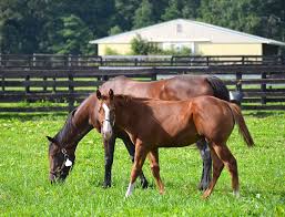 Foal Horse Foals Dog Training Horses