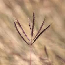 Image result for Dichanthium annulatum