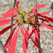 Image result for Euphorbia pulcherrima