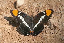 Image result for Anadelphia  trispiculata