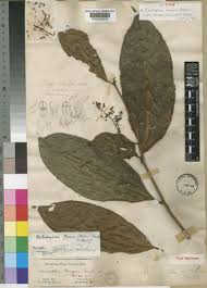 Image result for Beilschmiedia michelsonii