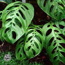 Monstera Obliqua Swiss Cheese Vine Space Coast Nursery Indoor Tropical Plants Florida Monstera Obliqua Tropical Plants Indoor Tropical Plants