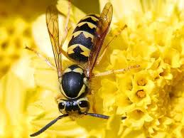 Check spelling or type a new query. How To Drive Away Wasps From The Pool Gardening On