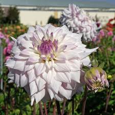 Check spelling or type a new query. Dahlia Who Me Fluwel