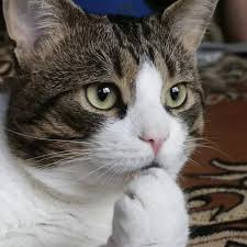 Beginilah jika wajah kucing berukuran mungil, seram atau lucu? 100 Stickers Social Media Ideas In 2021 Cartoon Stickers Meme Stickers Anime Stickers