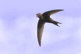 Результат пошуку зображень за запитом "стриж"