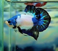 A List Of All The Types Of Betta Fish And The Unique Characteristics Of Each Fish Type Typebettafish Betta Fish Tank Betta Fish Types Aquarium Fish
