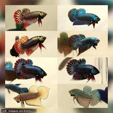 Ada lebih dari 60 jenis spesies ikan cupang alam. Foto Ikan Cupang Alam Liar Ikan Cupang Betta Ikan