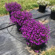 Image result for Lobelia thermalis