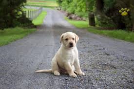 Maybe you would like to learn more about one of these? Irish Cream Labrador Retriever Puppy For Sale In East Earl Pa Happy Valentines Day Happyvalentinesday2016i