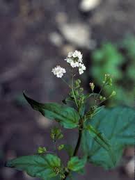 Image result for Boerhavia erecta