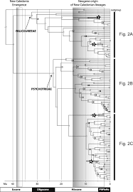 Image result for Psychotria eminiana