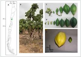 Image result for Vasconcellea pubescens