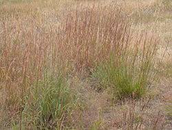 Image result for Loxodera