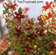 Image result for Sterculia quinqueloba