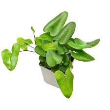 Image result for Pteris burtonii