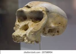 Neanderthal Images, Stock Photos & Vectors | Shutterstock