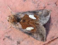 Image result for Autographa bractea