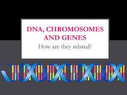 The difference between these three dna dna is a string of complex molecules called nucleotides. Dna Chromosomes And Genes Ppt Download