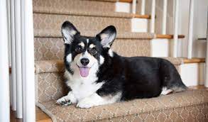 There are two types of corgis pembroke welsh corgi cardigan welsh corgi yes, this is the variety of corgi that the queen lives with. Pembroke Welsh Corgi