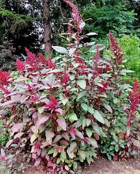 Image result for Amaranthus schinzianus