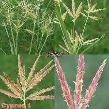 Image result for Cyperus sp. no. 1