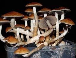 Mexico,derrumbe en puerto rico,derrumbe sinonimo,noticias 48,derrumbe in english,noticias de venezuela,derrumbe villa la angostura,villavicencio taal,noticias de honduras,derrumbes zacatecas. Los Hongos Alucinogenos No Expanden La Mente Es Un Mito En Realidad Cierran La Cognicion Universitam