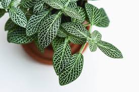 Click on any picture in our popular house plant section and learn how to identify, grow, and care for indoor houseplants. 20 Most Beautiful Houseplants You Need To Know About