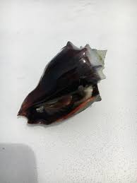 See more ideas about seashell crafts, shell crafts, crafts. The Beautiful Florida Fighting Conch Seashells By Millhill