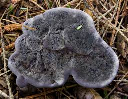 Image result for Phellodon niger