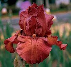Gingersnap Tall Bearded Iris Flowers Iris Garden Bearded Iris