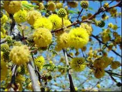 Maybe you would like to learn more about one of these? Plants For The Arizona Desert Town Of Gilbert Arizona