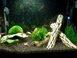 Thanks for visiting our fish tank review. Aquascape Ideas Cholla Wood Aquascape