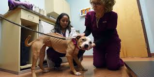 emaciated-pit-bull-rescued-in-paterson-is-making-bounding-recovery-vet-says