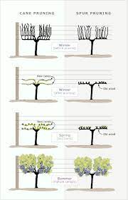 Pruning Grapes Grape Vine Pruning Grape Trellis Grape Plant