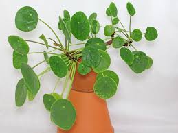 #giveaway #gewinnspiel #gewinnspiele #pilea #pileapeperomioides #ufopflanze #zimmerpflanzenfreunde #zimmerpflanzen #pflanzenmuddi. Ufopflanze Pilea Peperomioides