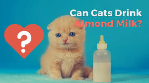 Cats are naturally lactose intolerant, which means that dairy upsets their digestive system. Can Cats Drink Almond Milk Healthy Or Bad For Your Kitten Youtube