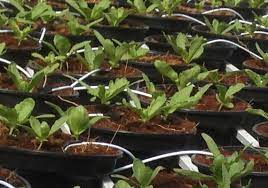 The series reprises gurmit singh and irene ang as phua chu kang and rosie respectively, and is produced in collaboration with mediacorp. Pun Chou Pcg Com My