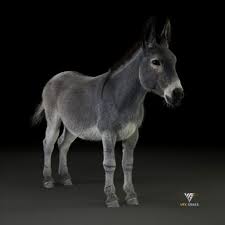 Equus Asinus 3d Model In 2020 3d Model Model Equus