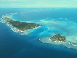 Image result for Faroa involucrata