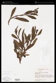 Image result for Rumex lanceolatus