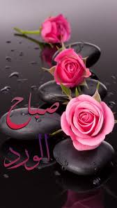 صباح الخير beautiful flowers pink roses flowers