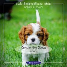 kucuk kopek cinsleri turleri ve irk ozellikleri