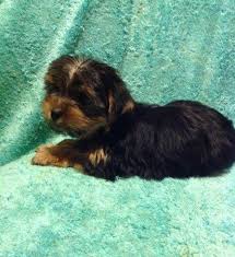 Click to learn all about yorkies and see yorkie puppies for sale. Akc Male Females Yorkshire Terrier Yorkie Puppies For Sale In Evansville Indiana Classified Americanlisted Com